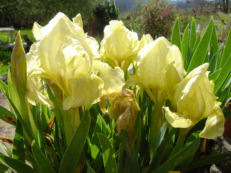 Iris pumila 'jaune' en fleurs dans une pelouse sèche des Balkans